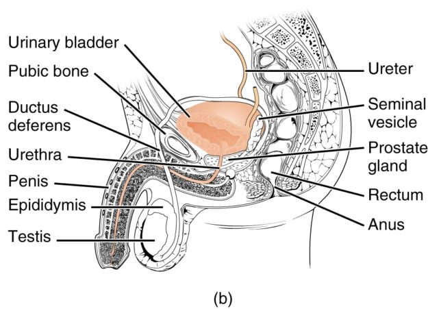 male-urethra