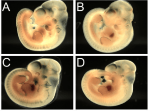 mammalian kidney development