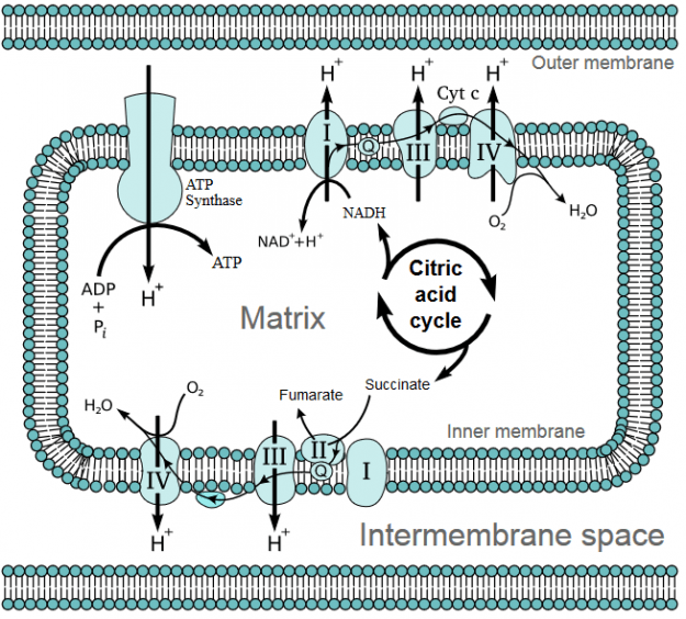 Chemiosmosis in a mitochondrion.