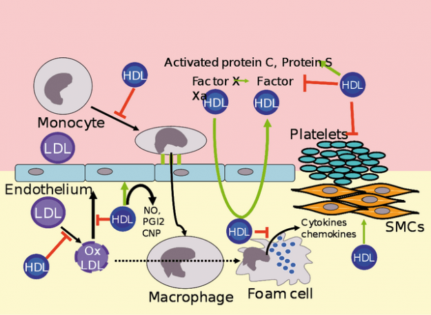 metabolism of hdl