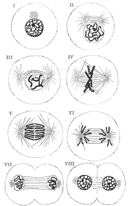 mitosis mitosis