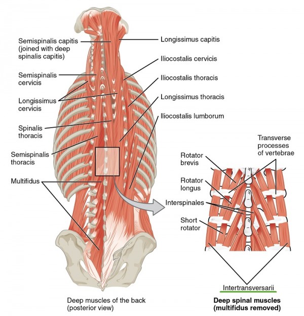 muscles-of-neck-and-back-Intertransversal-group