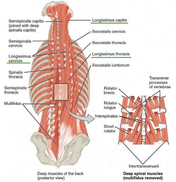 muscles-of-neck-and-back-Longissimus-group
