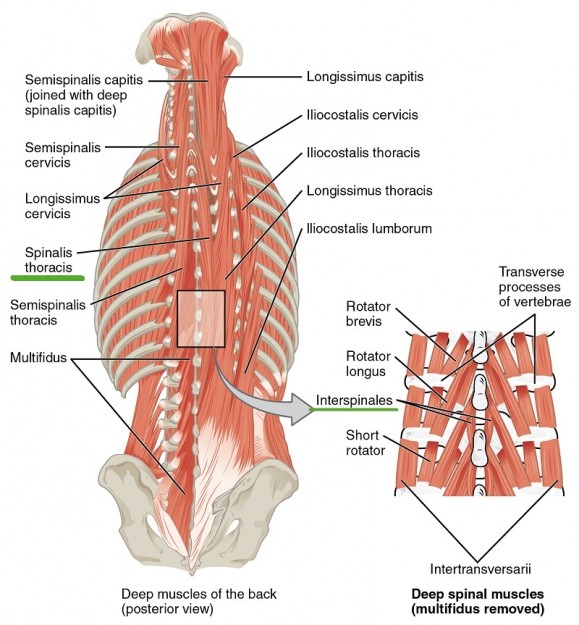muscles-of-neck-and-back-spinal-and-interspinal-gruppe