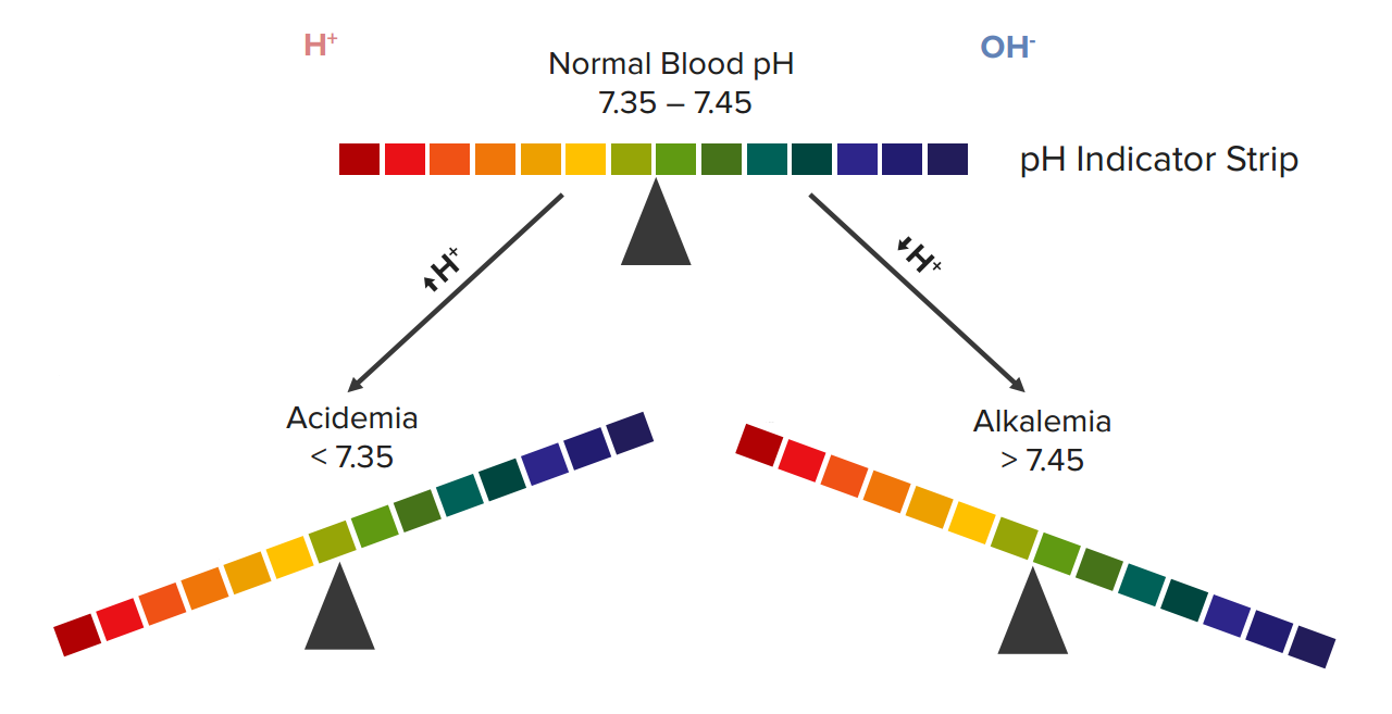 Acid Base Balance And The PH Of Blood Online Medical Library