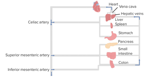 organ-flow-pattern