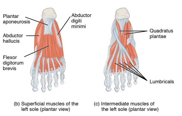 part of Intrinsic Muscles of the Foot