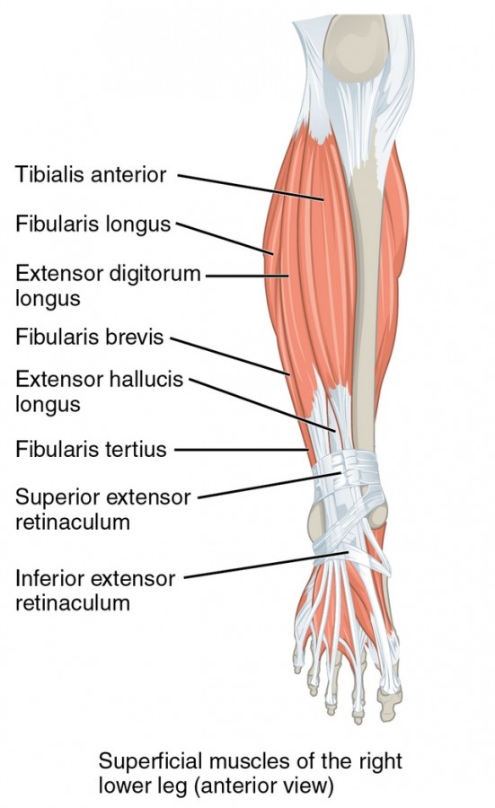 part of Muscles of the Lower leg