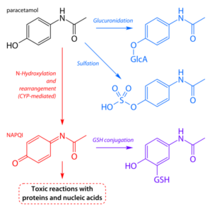 pathways of paracetamol metabolism