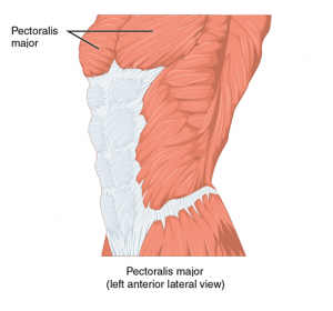 Thoracic and Abdominal Muscles | Lecturio Online Medical Library