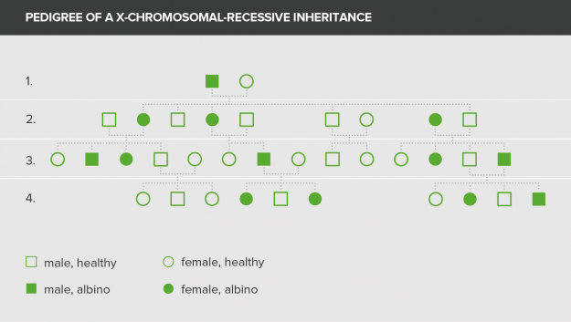 pedigree of a x-chromosomal-dominant inheritance