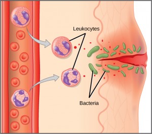 phagocytosis