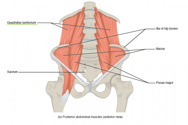 quadratus lumborum quadratus lumborum