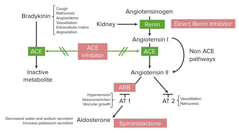 ace inhibitors diabetes mechanism)