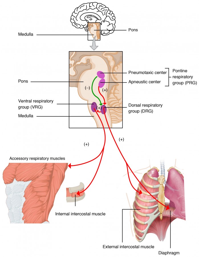 regulation respiration brain