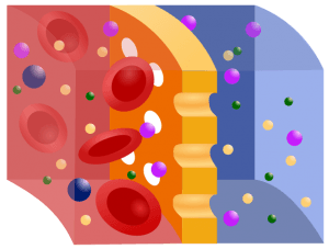 schema of a semipermeable membrane schema of a semipermeable membrane
