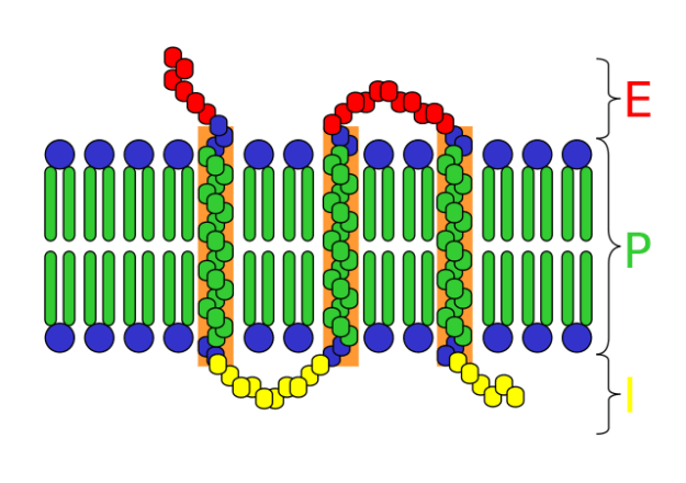 schematic of a transmembrane receptor