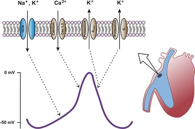 scheme of heart with sinus node, action potential and contributing ion channels