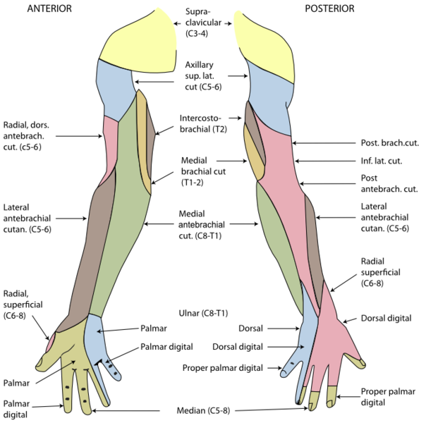 sensory innervation of the upper limbs