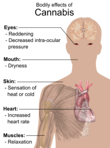 short-term somatic (bodily) effects of cannabis