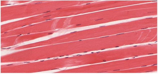 Connective Tissue, Muscle Tissue, Epithelial Tissue, & Nervous Tissue