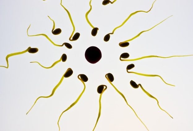 Fertilization