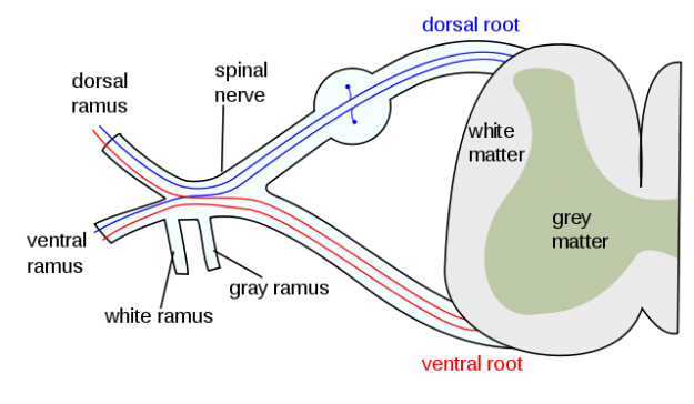 formation of the spinal nerve from the dorsal and ventral roots
