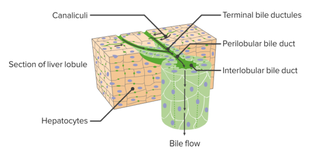 structure-function-hepatobiliary