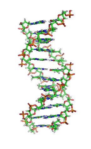 Structure model DNA Helix