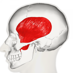 temporal muscle_lateral view