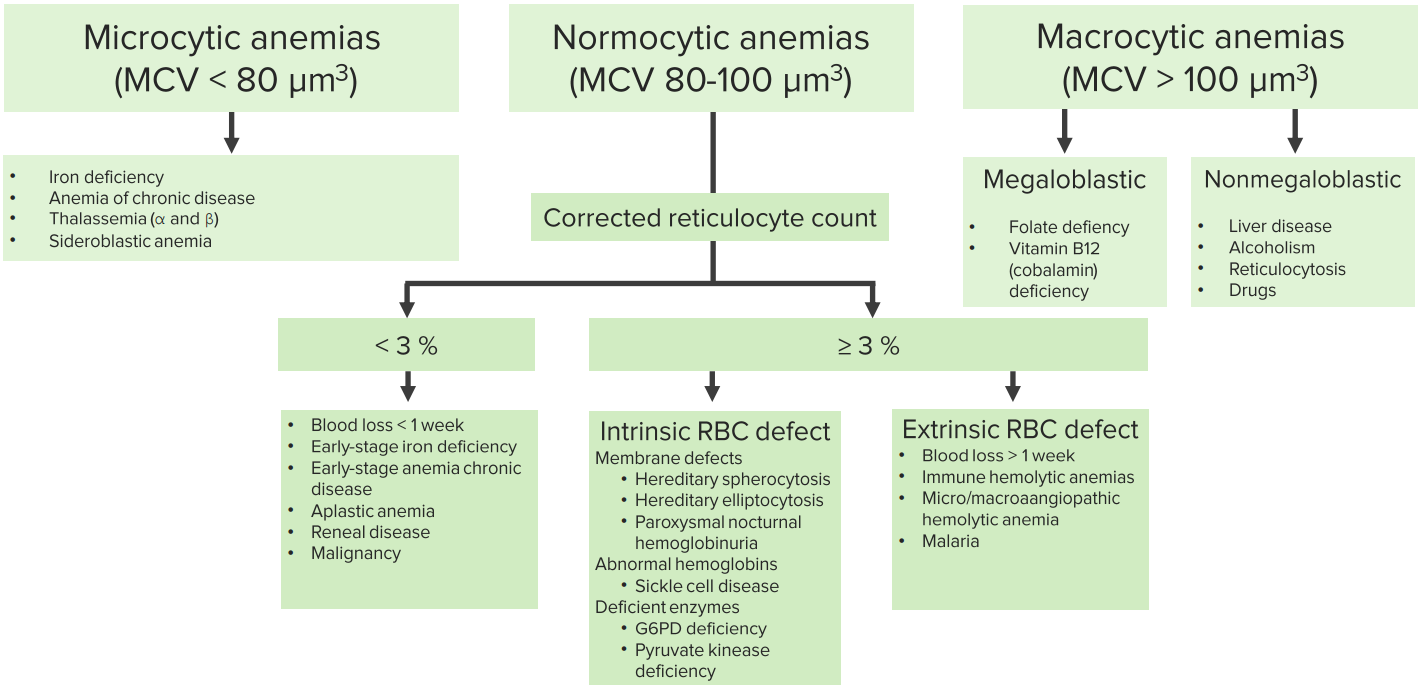 Anemia Overview Microcytic Macrocytic Normocytic Anemia