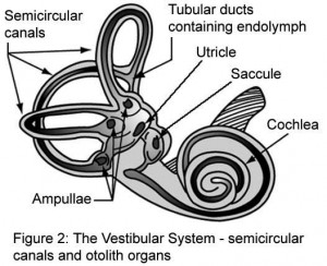 vestibular system vestibular system